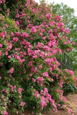 Peggy Martin Climbing Rose - 7 Gallon Pot 22 Peggy Martin Climbing Rose - 7 Gallon Pot -Outlet Drip Mingle Store rosa peggy martin climbing rose 2