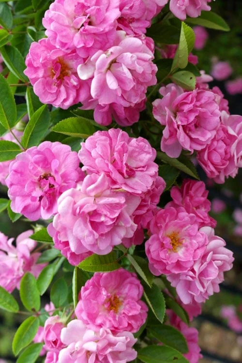 Peggy Martin Climbing Rose - 7 Gallon Pot 11 Peggy Martin Climbing Rose - 7 Gallon Pot - Image 9