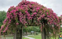 Peggy Martin Climbing Rose - 7 Gallon Pot 18 Peggy Martin Climbing Rose - 7 Gallon Pot -Outlet Drip Mingle Store rosa peggy martin climbing rose 7