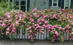 Peggy Martin Climbing Rose - 7 Gallon Pot 16 Peggy Martin Climbing Rose - 7 Gallon Pot -Outlet Drip Mingle Store rosa peggy martin climbing rose 8