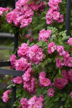 Peggy Martin Climbing Rose - 7 Gallon Pot 19 Peggy Martin Climbing Rose - 7 Gallon Pot -Outlet Drip Mingle Store rosa peggy martin climbing rose 9