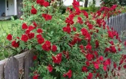 Red Cascade Miniature Climbing Rose - 2.5 Quart Pot -Outlet Drip Mingle Store rosa red cascade rose 100