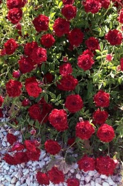 Red Cascade Miniature Climbing Rose - 2.5 Quart Pot -Outlet Drip Mingle Store rosa red cascade rose 101