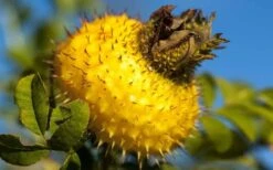 Chinquapin Chestnut Rose (Rosa Roxburghii) - 3 Gallon Pot -Outlet Drip Mingle Store rosa roxburghii chiquapin chestnut rose 16