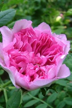 Chinquapin Chestnut Rose (Rosa Roxburghii) - 3 Gallon Pot -Outlet Drip Mingle Store rosa roxburghii chiquapin chestnut rose 17