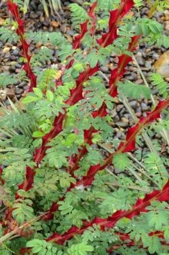 Winged Blood Thorn Rose (Rosa Sericea Var. Pteracantha) - 5 Gallon Pot -Outlet Drip Mingle Store rosa sericea var pteracantha winged blood thorn rose 3