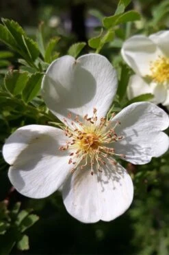 Winged Blood Thorn Rose (Rosa Sericea Var. Pteracantha) - 5 Gallon Pot -Outlet Drip Mingle Store rosa sericea var pteracantha winged blood thorn rose 7