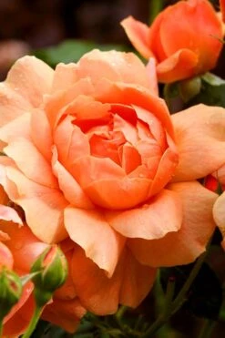 At Last Rose - 3 Gallon Pot 12 At Last Rose - 3 Gallon Pot -Outlet Drip Mingle Store rose at last 3 1