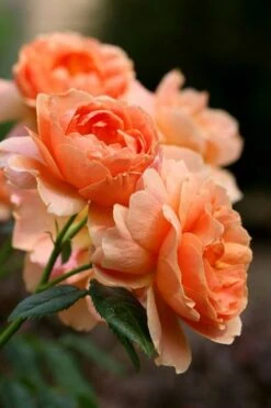 At Last Rose - 2 Gallon Pot -Outlet Drip Mingle Store rose at last 4