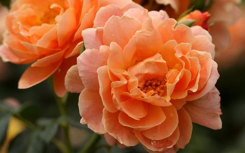 At Last Rose - 3 Gallon Pot 7 At Last Rose - 3 Gallon Pot - Image 5