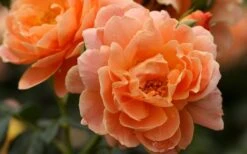 At Last Rose - 2 Gallon Pot -Outlet Drip Mingle Store rose at last 5