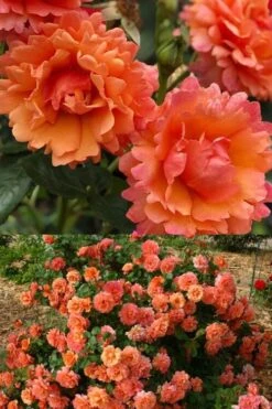 Easy Does It Rose - 3 Gallon Pot -Outlet Drip Mingle Store rose cinco de mayo 30