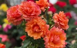 Easy Does It Rose - 3 Gallon Pot -Outlet Drip Mingle Store rose easy does it 26