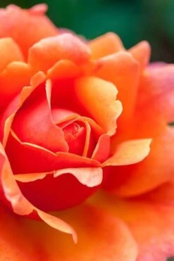 Easy Does It Rose - 3 Gallon Pot -Outlet Drip Mingle Store rose easy does it 3 500x750 1