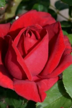 Easy Elegance Kashmir Rose - 7 Gallon Pot -Outlet Drip Mingle Store rose easy elegance kasmhir 1 1