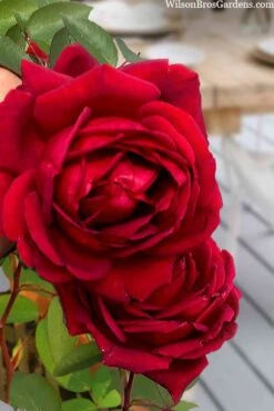 Easy Elegance Kashmir Rose - 3 Gallon Pot -Outlet Drip Mingle Store rose easy elegance kasmhir 2