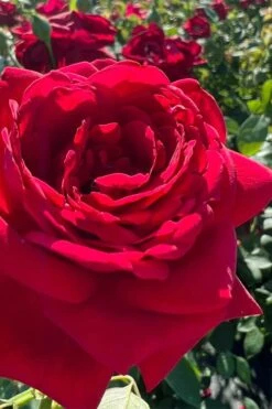 Easy Elegance Kashmir Rose - 3 Gallon Pot -Outlet Drip Mingle Store rose easy elegance kasmhir 3