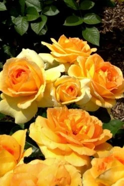 Easy Going Rose - 3 Gallon Pot -Outlet Drip Mingle Store rose easy going 20