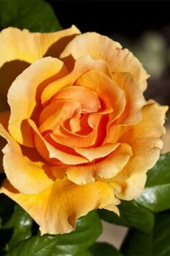 Easy Going Rose - 3 Gallon Pot -Outlet Drip Mingle Store rose easy going 21