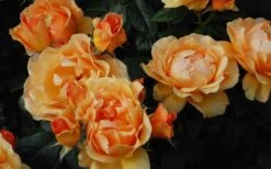 Easy Going Rose - 3 Gallon Pot -Outlet Drip Mingle Store rose easy going 22