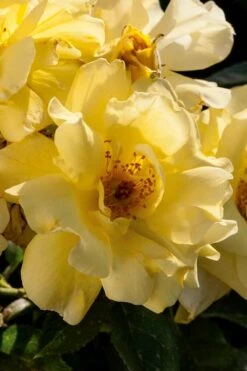 Lemon Drift Groundcover Rose - 1 Gallon Pot -Outlet Drip Mingle Store rose lemon drift 1 1