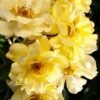 Lemon Drift Groundcover Rose - 2 Gallon Pot -Outlet Drip Mingle Store rose lemon drift 3 2