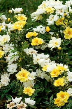 Lemon Drift Groundcover Rose - 1 Gallon Pot -Outlet Drip Mingle Store rose lemon drift 5 1