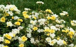 Lemon Drift Groundcover Rose - 2 Gallon Pot -Outlet Drip Mingle Store rose lemon drift 6 2