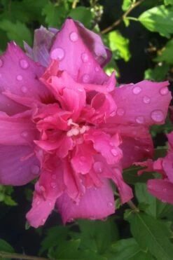 Lucy Rose Of Sharon (Althea) - Hibiscus Syriacus - 3 Gallon Pot -Outlet Drip Mingle Store rose of sharon lucy 5