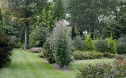 Purple Pillar Rose Of Sharon - 1 Gallon Pot -Outlet Drip Mingle Store rose of sharon purple pillar 21