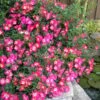 Pink Drift Groundcover Rose - 1 Gallon Pot -Outlet Drip Mingle Store rose pink drift 10