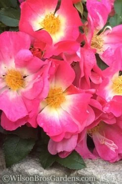 Pink Drift Groundcover Rose - 1 Gallon Pot -Outlet Drip Mingle Store rose pink drift 11