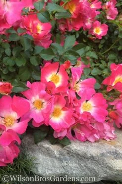 Pink Drift Groundcover Rose - 1 Gallon Pot -Outlet Drip Mingle Store rose pink drift 12