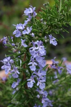 Blue Lagoon Rosemary - 1 Gallon Pot -Outlet Drip Mingle Store rosmarinus officinalis blue lagoon rosemary 3