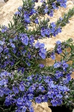 Blue Lagoon Rosemary - 1 Gallon Pot -Outlet Drip Mingle Store rosmarinus officinalis blue lagoon rosemary 5