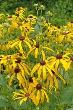 Sweet Coneflower (Rudbeckia Subtomentosa) - 1 Gallon Pot -Outlet Drip Mingle Store rudbeckia subtomentosa sweet coneflower 3