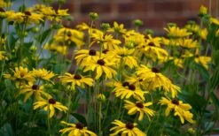 Sweet Coneflower (Rudbeckia Subtomentosa) - 1 Gallon Pot -Outlet Drip Mingle Store rudbeckia subtomentosa sweet coneflower 4