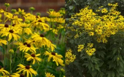 Sweet Coneflower (Rudbeckia Subtomentosa) - 6 Pack Of 1 Gallon Pots -Outlet Drip Mingle Store rudbeckia subtomentosa sweet coneflower 5 1