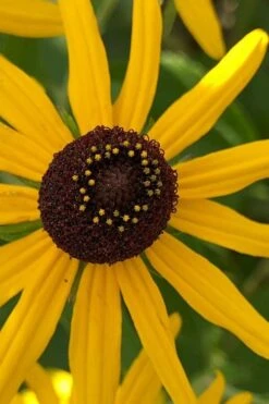 Sweet Coneflower (Rudbeckia Subtomentosa) - 6 Pack Of 1 Gallon Pots -Outlet Drip Mingle Store rudbeckia subtomentosa sweet coneflower 6 1