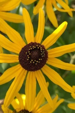 Sweet Coneflower (Rudbeckia Subtomentosa) - 1 Gallon Pot -Outlet Drip Mingle Store rudbeckia subtomentosa sweet coneflower 7