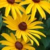 Sweet Coneflower (Rudbeckia Subtomentosa) - 1 Gallon Pot -Outlet Drip Mingle Store rudbeckia subtomentosa sweet coneflower 8