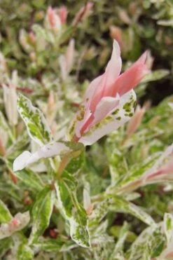 Flamingo Dappled Willow (Shrub Form) - 3 Gallon Pot 15 Flamingo Dappled Willow (Shrub Form) - 3 Gallon Pot -Outlet Drip Mingle Store salix integra flamingo dappled willow bush 3 1