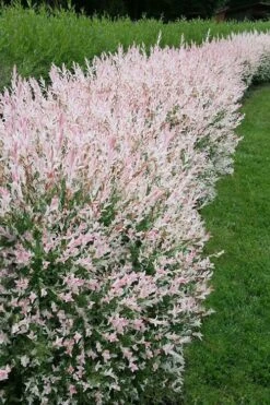 Flamingo Dappled Willow (Shrub Form) - 3 Gallon Pot 12 Flamingo Dappled Willow (Shrub Form) - 3 Gallon Pot -Outlet Drip Mingle Store salix integra flamingo dappled willow bush 4 1
