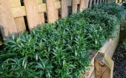 Fragrant Valley Sweetbox (Sarcococca) - 2 Gallon Pot 12 Fragrant Valley Sweetbox (Sarcococca) - 2 Gallon Pot -Outlet Drip Mingle Store sarcoccoca hookeriana sarsid 1 fragrant valley sweetbox 10