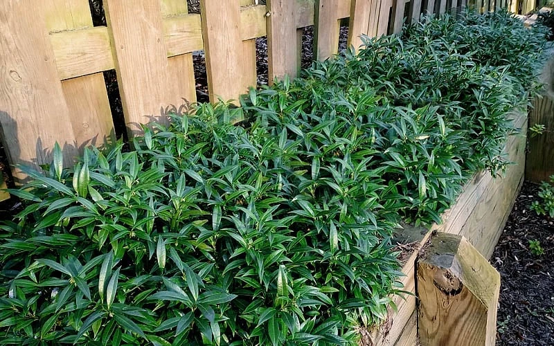 Fragrant Valley Sweetbox (Sarcococca) - 2 Gallon Pot 6 Fragrant Valley Sweetbox (Sarcococca) - 2 Gallon Pot - Image 4