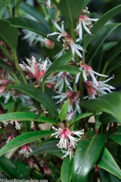 Fragrant Valley Sweetbox (Sarcococca) - 2 Gallon Pot 14 Fragrant Valley Sweetbox (Sarcococca) - 2 Gallon Pot -Outlet Drip Mingle Store sarcoccoca hookeriana sarsid 1 fragrant valley sweetbox 5