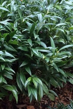 Fragrant Valley Sweetbox (Sarcococca) - 2 Gallon Pot 13 Fragrant Valley Sweetbox (Sarcococca) - 2 Gallon Pot -Outlet Drip Mingle Store sarcoccoca hookeriana sarsid 1 fragrant valley sweetbox 6