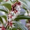Fragrant Valley Sweetbox (Sarcococca) - 2 Gallon Pot -Outlet Drip Mingle Store sarcoccoca hookeriana sarsid 1 fragrant valley sweetbox 7