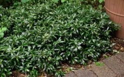Fragrant Valley Sweetbox (Sarcococca) - 2 Gallon Pot 15 Fragrant Valley Sweetbox (Sarcococca) - 2 Gallon Pot -Outlet Drip Mingle Store sarcoccoca hookeriana sarsid 1 fragrant valley sweetbox 9