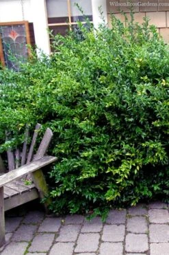 Fragrant Sweet Box (Sarcococca Ruscifolia) - 3 Gallon Pot -Outlet Drip Mingle Store sarcococca ruscifolia fragrant sweet box 2